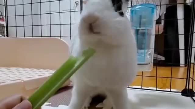 Cute Baby Bunny Rabbit - Cutest Animals & Cutest Baby Animals