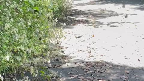 Butterfly encountered while camping