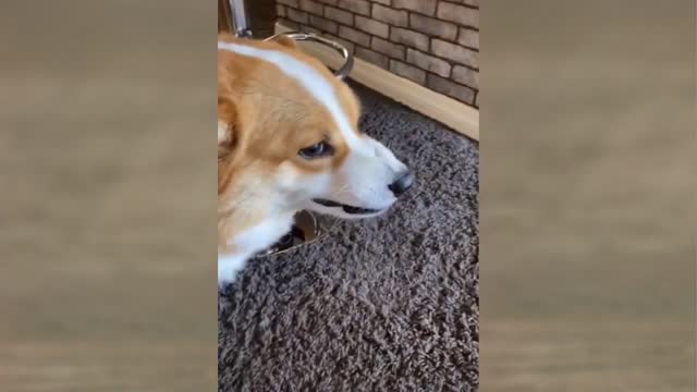 Funny Videos Collection - (Dog Edition Part 1)