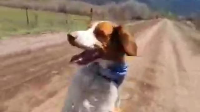 dog funny running video