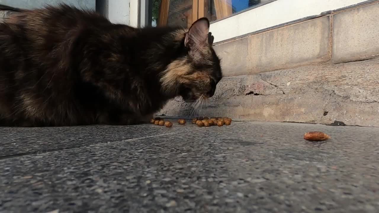 Beautiful fluffy tortoiseshell cat is so cute and loving