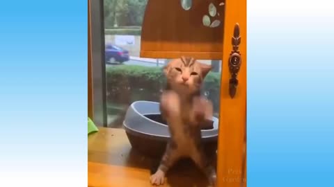 Weekly Funny Cats 😹 And Dogs 🐶 Videos - Try Not To Laugh! #8 Catanddogsvideos