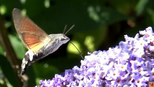 Deep look into the nature . Moth - Hawk Moth drinks juice on the fly .