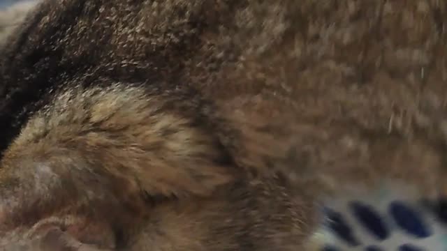 Fred eating leftover tacos