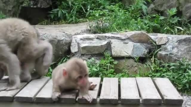 Snow baby monkey - Cute animal