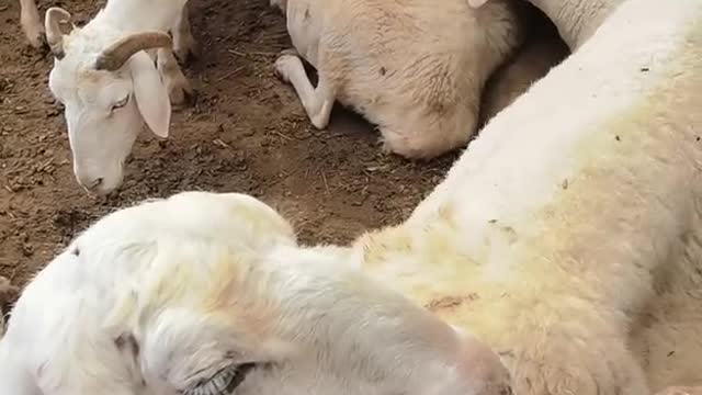 sleeping sheep