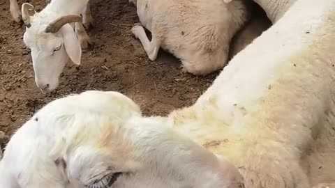 sleeping sheep