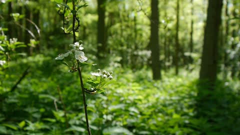 Nature sounds Meditation forest sounds of birds singing relaxation