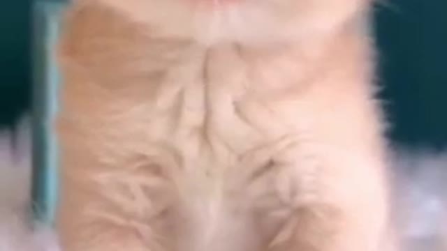 Cute Cat Funny video