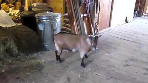 Funny Goats Screaming like Humans