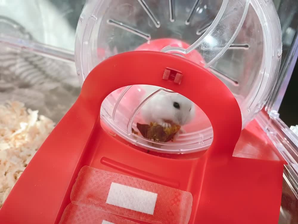 Cute hamster eating sweet potatoes.