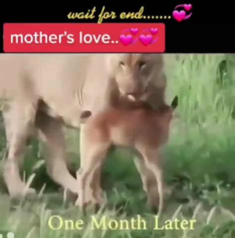 Animalslove wild animals