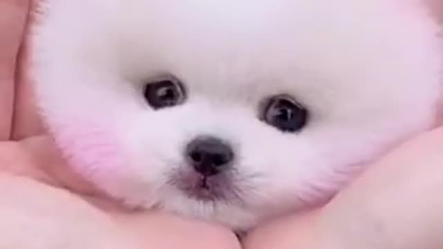 Adorable Puppy Doing Funny Action