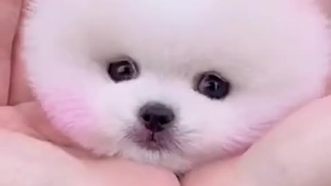 Adorable Puppy Doing Funny Action