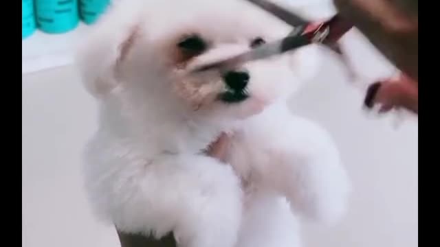 Aww Cute Dog Shaving 😍