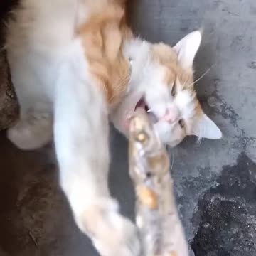 Bangun Tidur Tercium Bau Ilan Jadi Ingin Makan Kucingnya