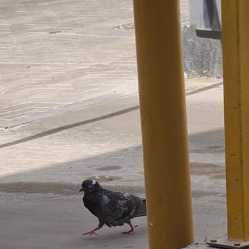 Pegon Walking Mood Activated, Disable Flying Mood