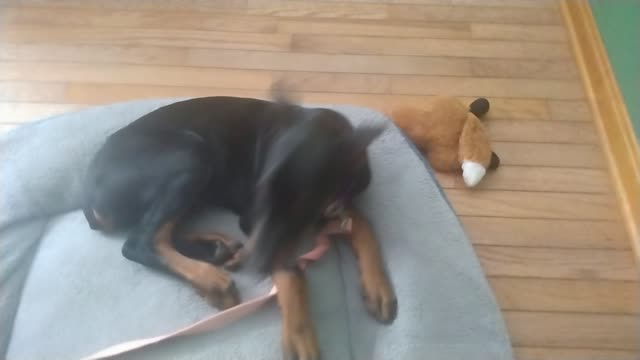 Little Doberman Puppy Tries To Lick The Phone