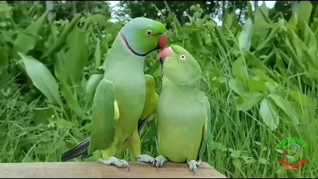 Parrot Nature Video