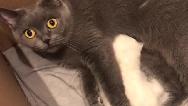 That cat said Thankyou with it's eyes 🥰