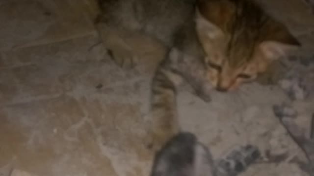 Cats eat greed