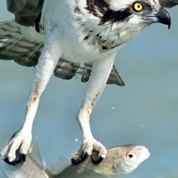 Eagle caught two fish