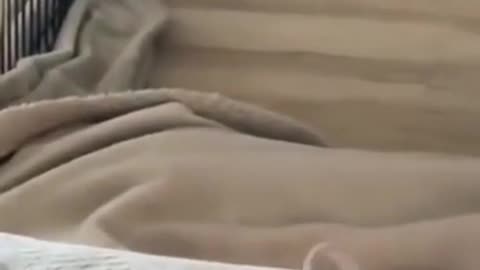 Funny Dogs Fall From bed