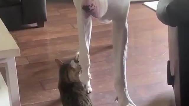 Suddenly cat attack on Great Dane after he ignoring her