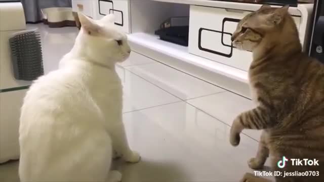 Cute cats talking !! these cats can speak english better than hooman