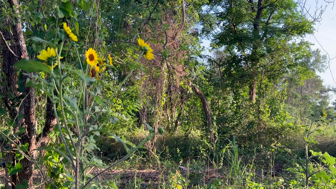 Bird Trail Sounds for Relaxation, Meditation, Focus, and/or Anti-stress.