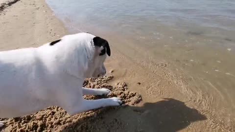 Pup desperately tries to be friend frog at the beach