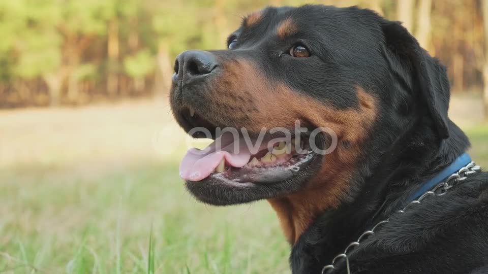 Rottweiler Dog