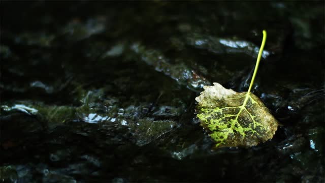 Leaf - for your video editing