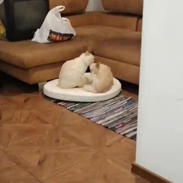 Love of a cat for a puppy