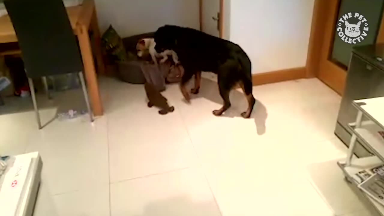 Ultimate Guilty Dogs Video.mp4