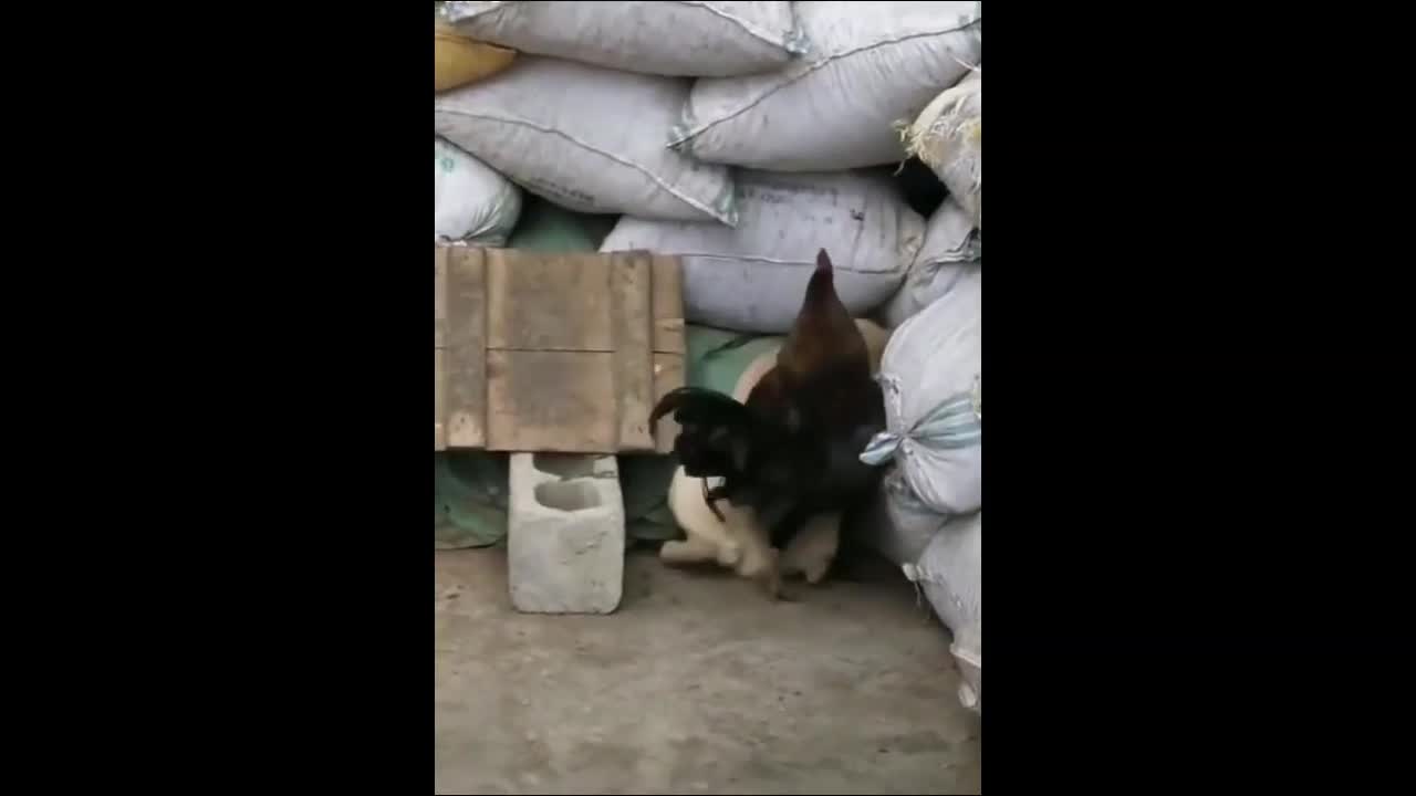 Chicken Bullies a Dog