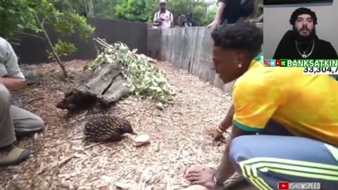 iShowSpeed Visits Zoo In Sydney Australia (Full Reaction)