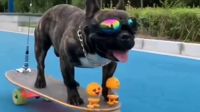 Puppy is riding on a skateboard