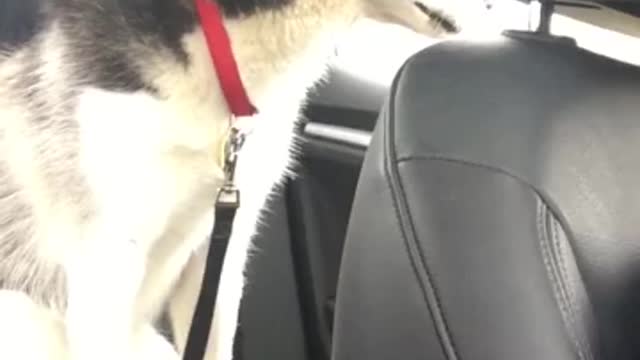 Dog