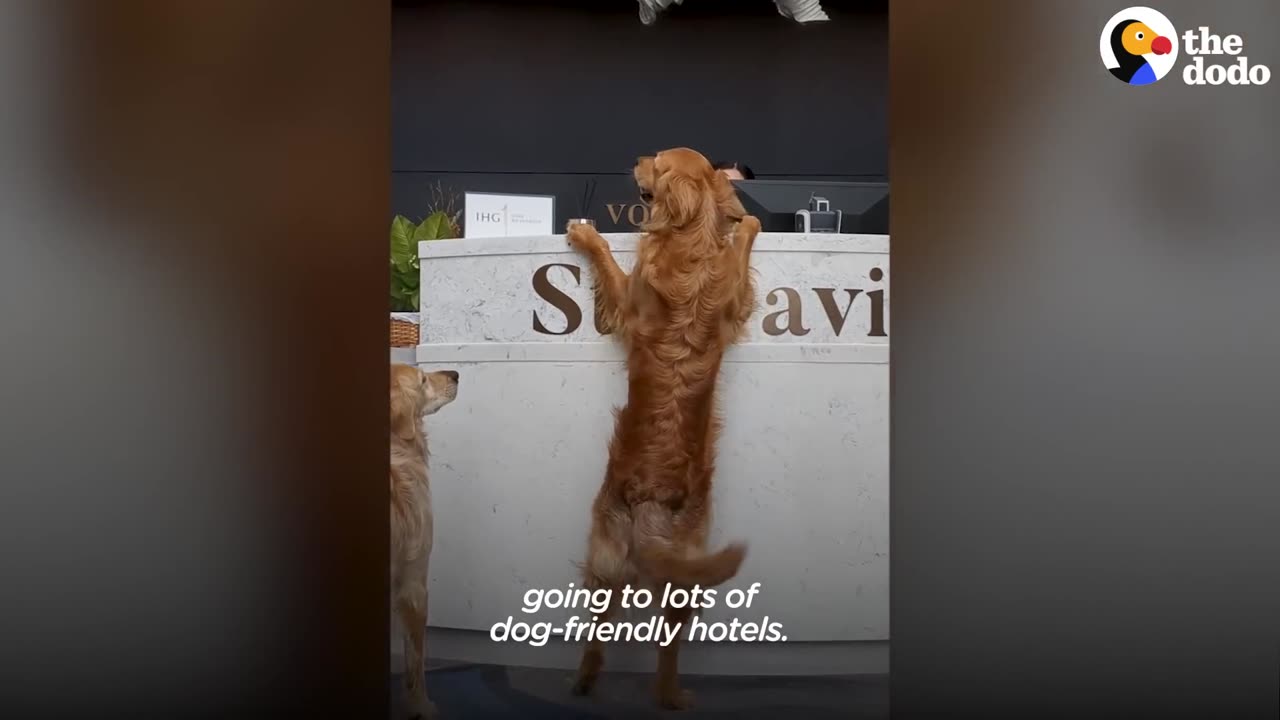 Dog Insists On Saying Hi To Everyone On His Train Rides | The Dodo