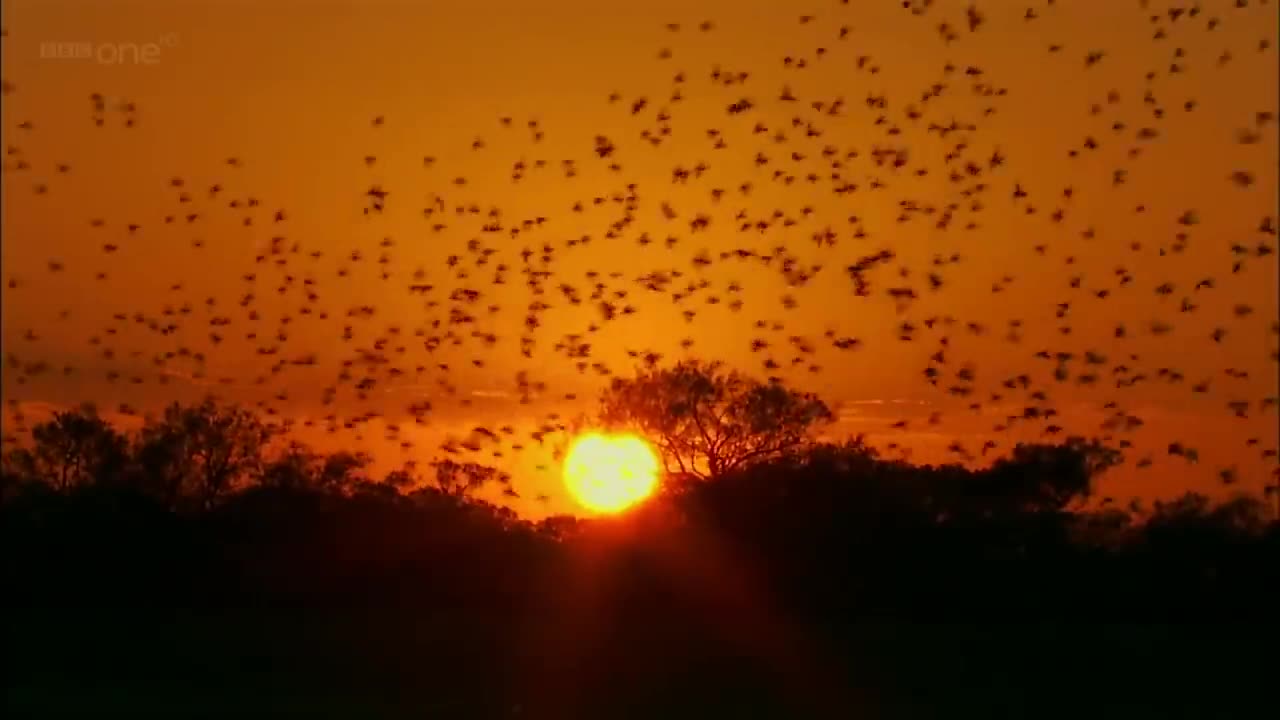 Budgerigars - Earthflight