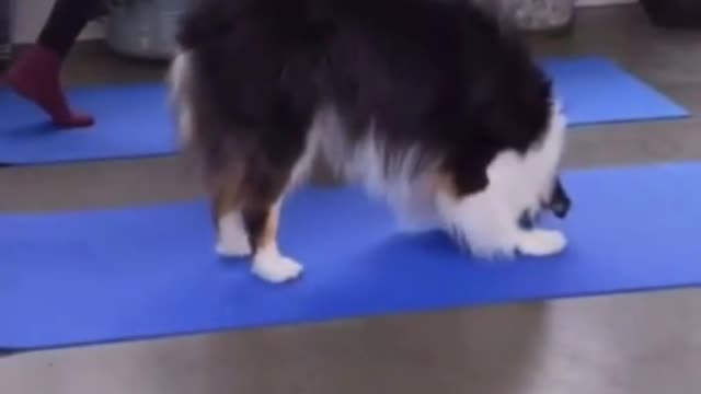 Dog do Yoga