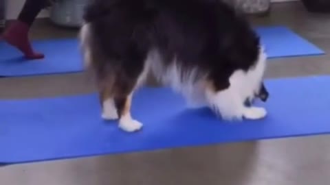 Dog do Yoga