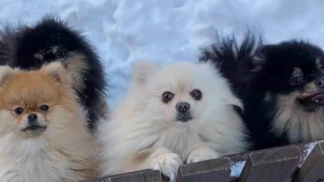 beautiful dogs playing