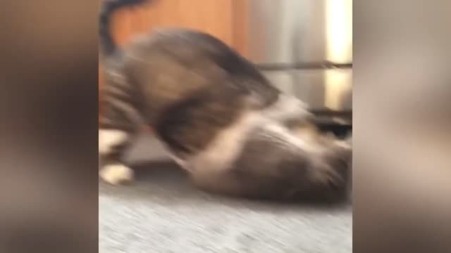 cat being funny 31