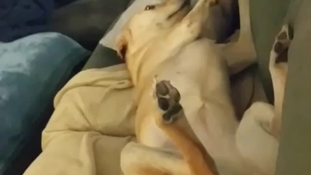 Dog drunk on couch