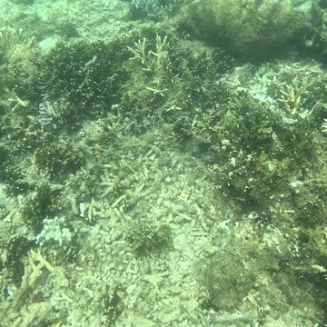 Snorkeling Adventures Philippines, Giant clams and coral. Giant clams are amazing and beautiful!