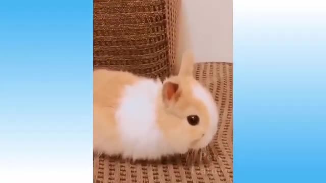 Try not to laugh challenge cute pets and funny animals complication