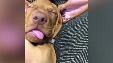 Funny cat and Dog videos
