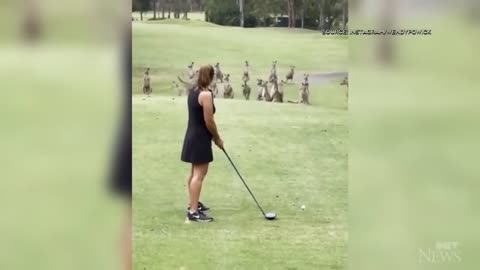 Mob of kangaroos invade golf course in Australia #AustraliansDaily